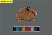 藏品(肉球皺蟹)的圖片